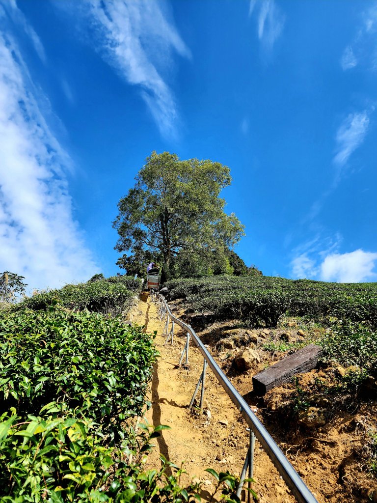 小百岳集起來-梨子腳山_2182940