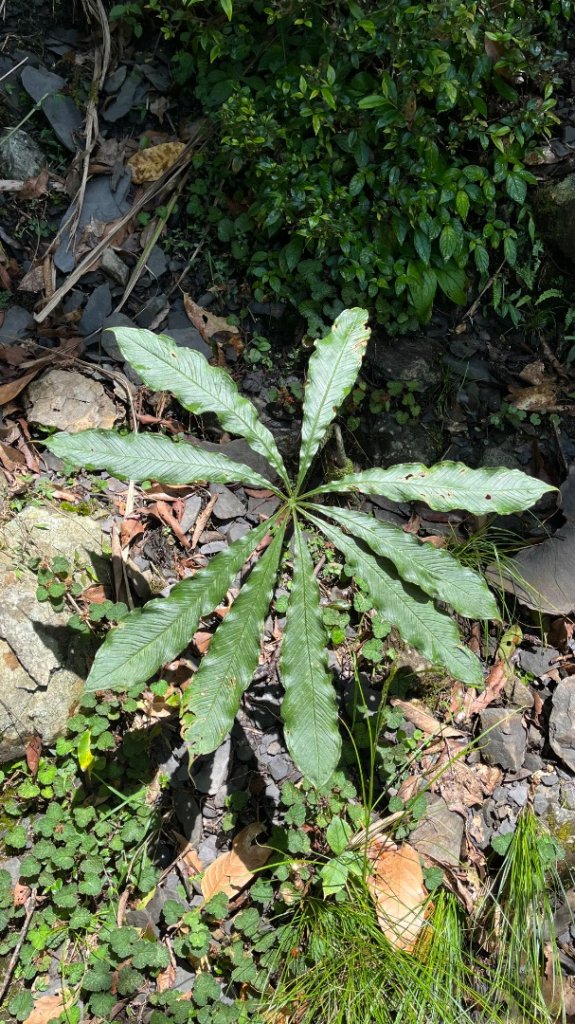 雪見大板根_2877615