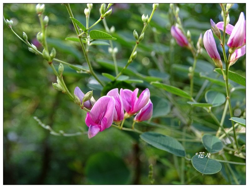 台北/植物園步道_686796