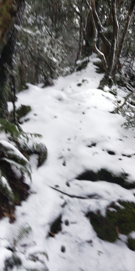 父子倆包山，內洞林道上大保克山群峰追雪_1232955