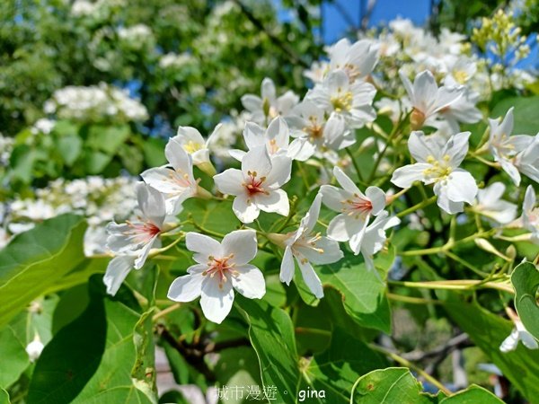 【苗栗造橋】適合親子悠閒踏青。劍潭古道_2533475