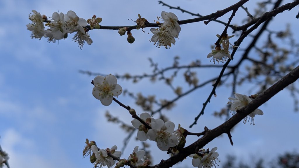 114.12.27尖山-40砲陣地之旅_2971738