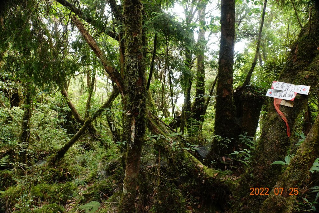 新北 烏來 拳頭母山_1778528