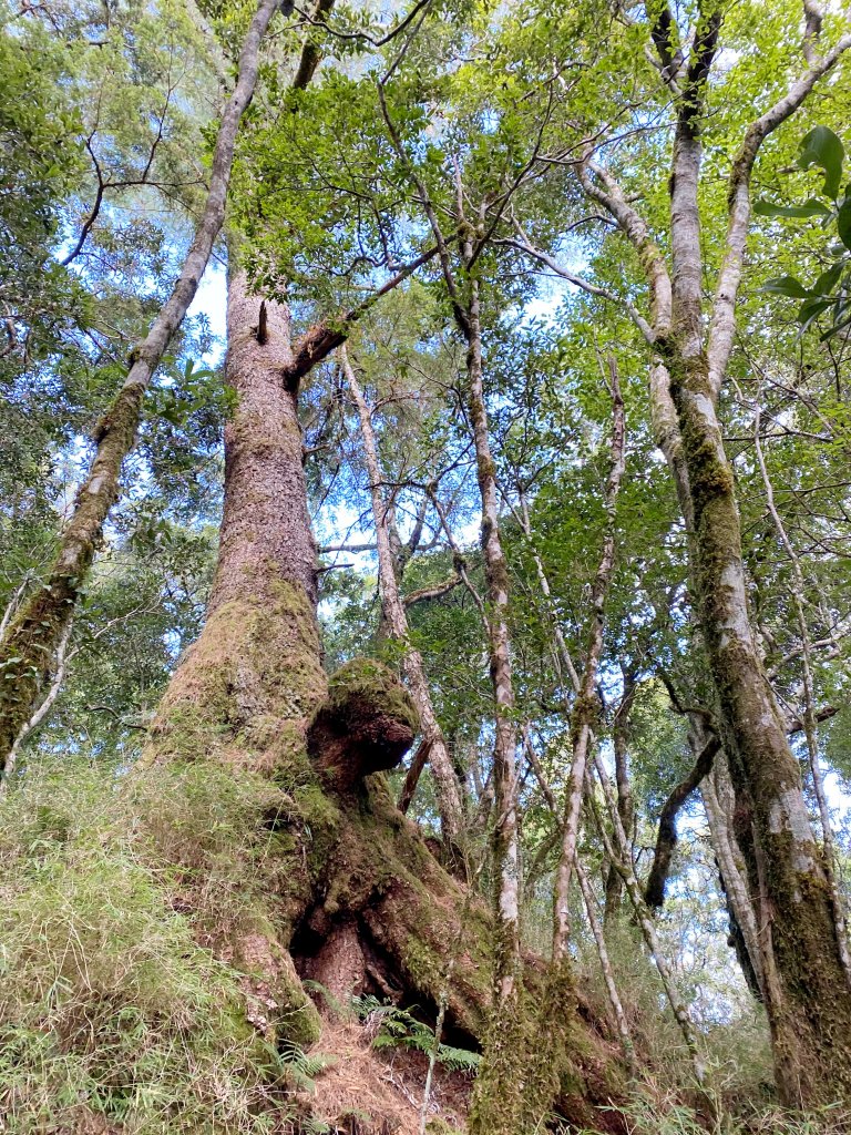 南橫小關山林道登斯拉巴庫山 202116_1233214