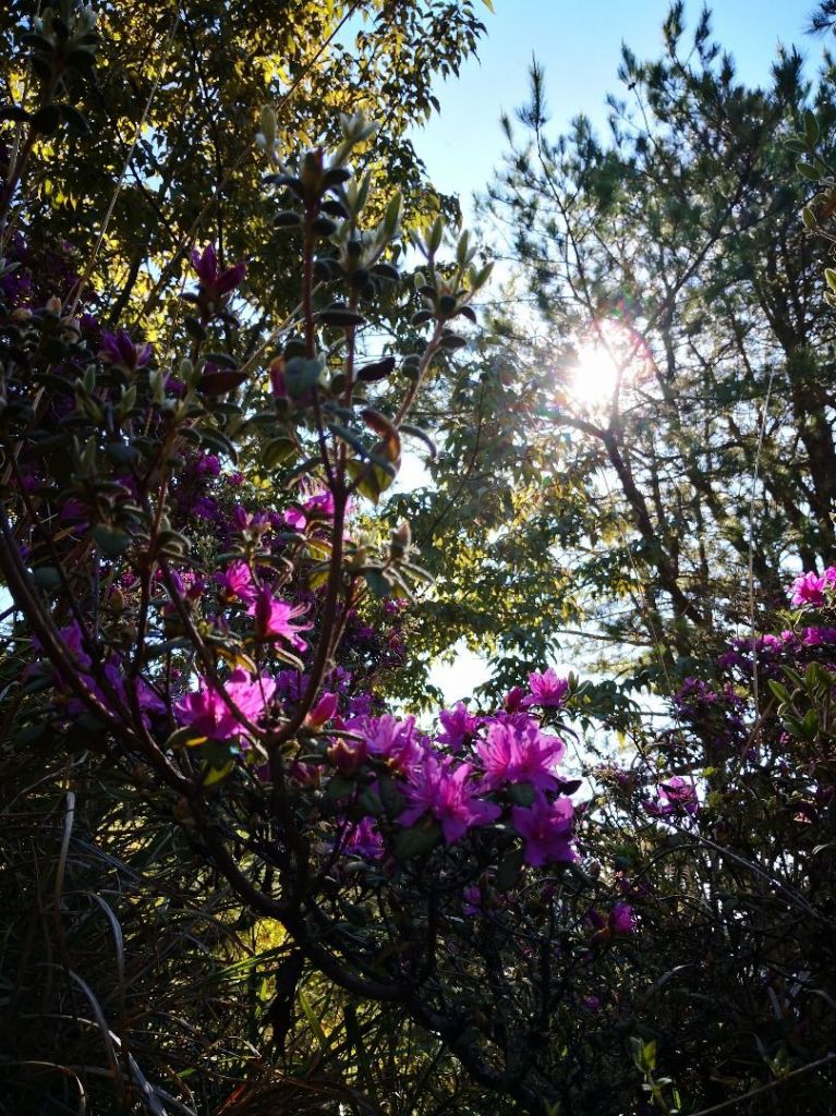 107.05.20 羊頭山單攻_335531