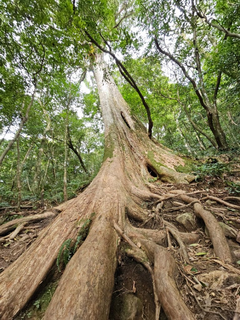 北得拉曼巨木步道-新竹縣尖石鄉_2663519
