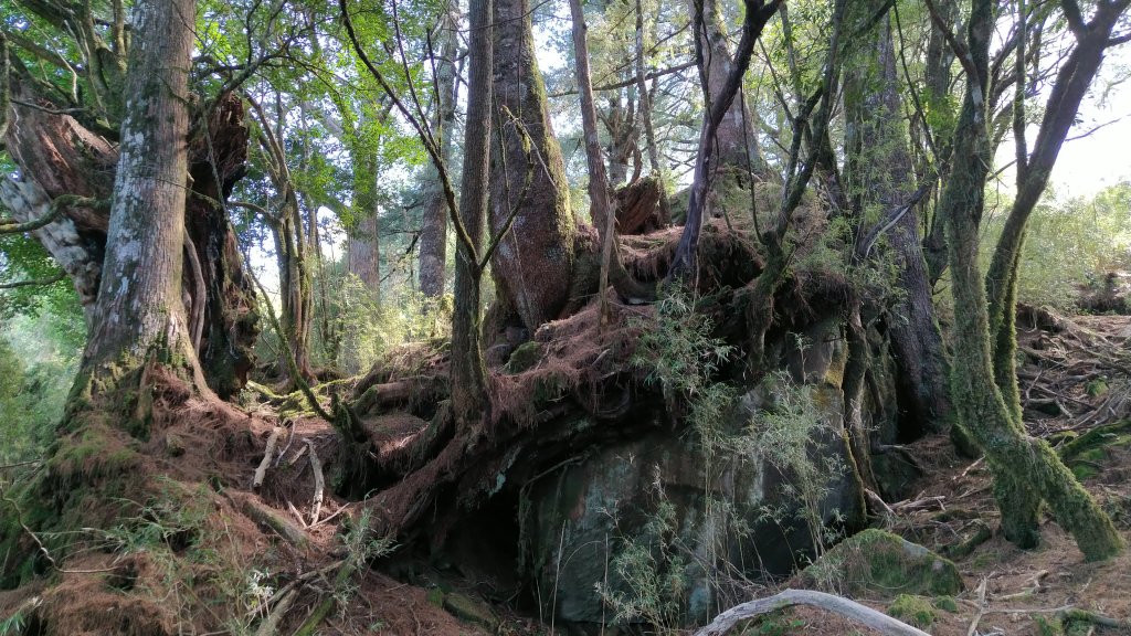 嘉義 阿里山 鹿林山、鹿林前山、真鹿林山、石水山_1487580