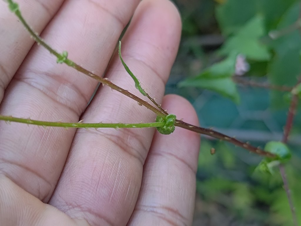 盆貿里山三盆連走_2749525