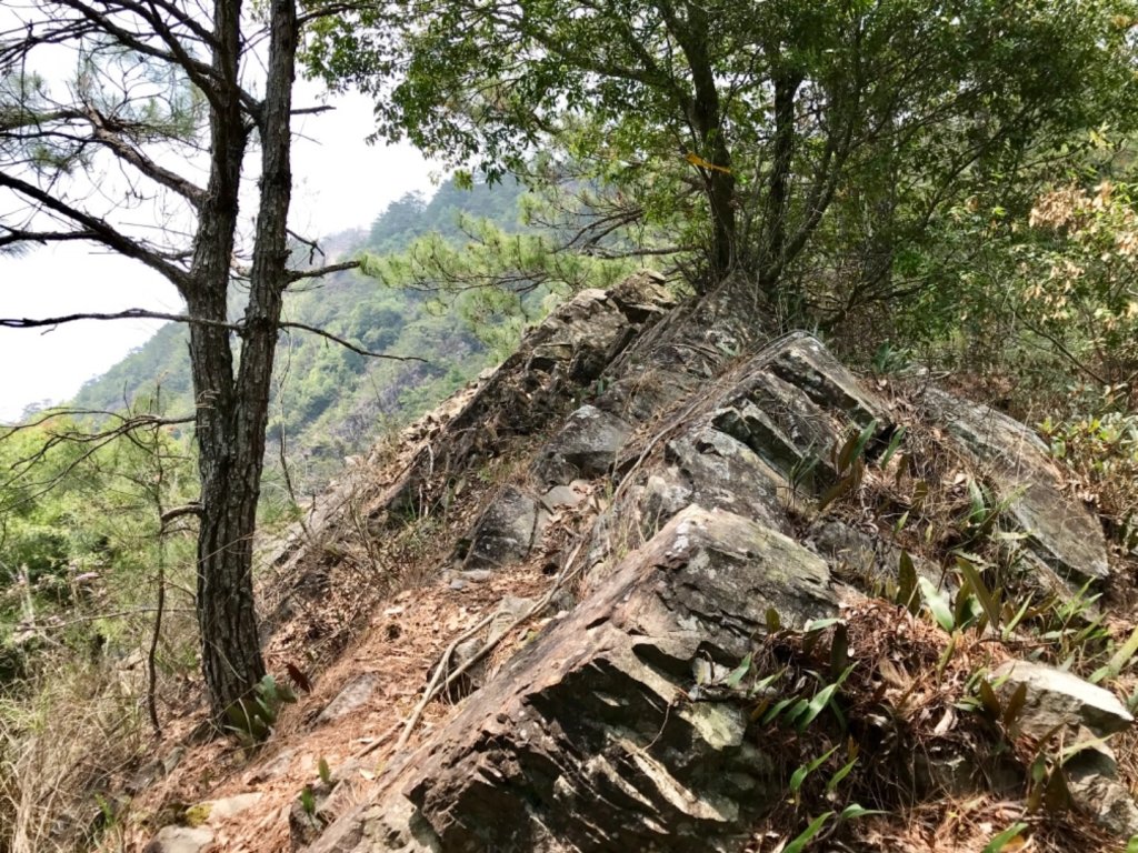 德芙蘭步道環走東卯山_565662