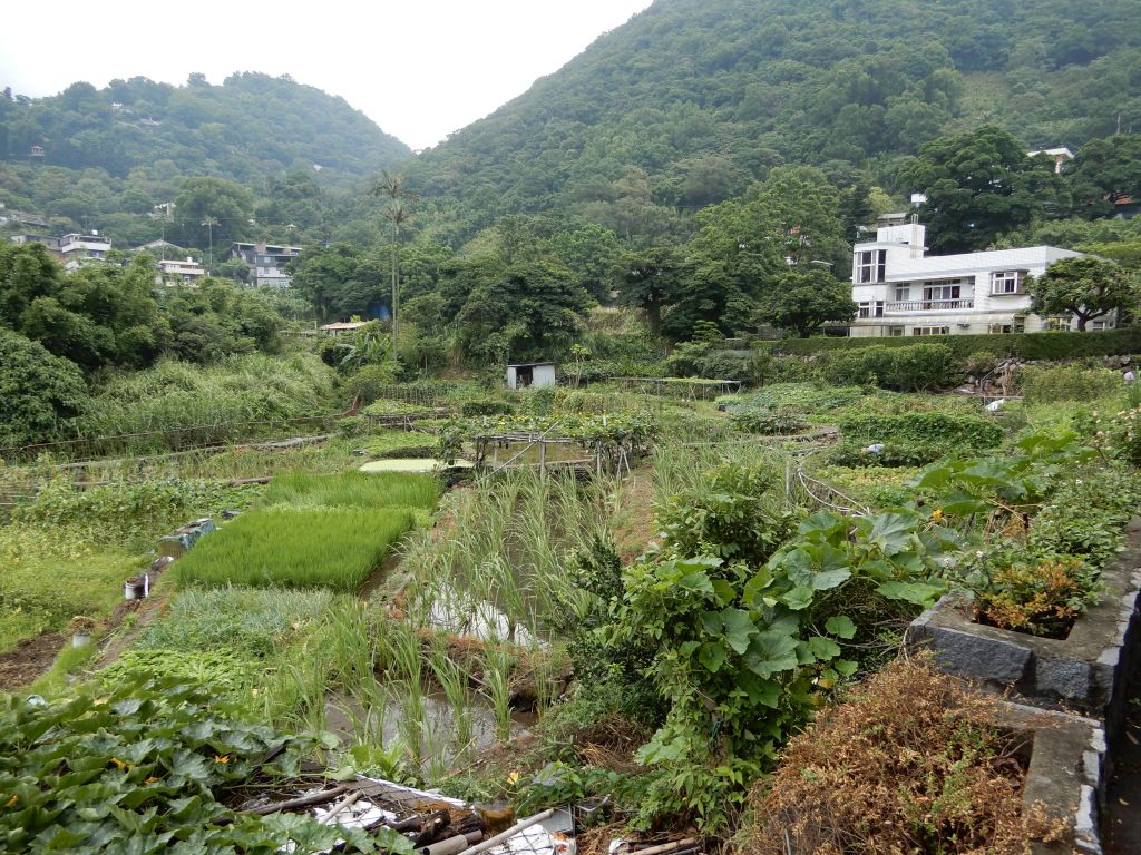 20180616_陽明山步道群_352045