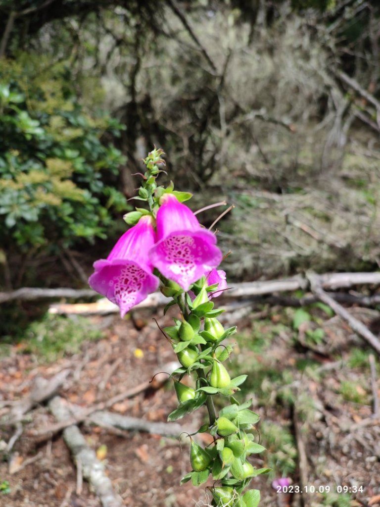 西巒大山．郡大山．治茆山_2310209