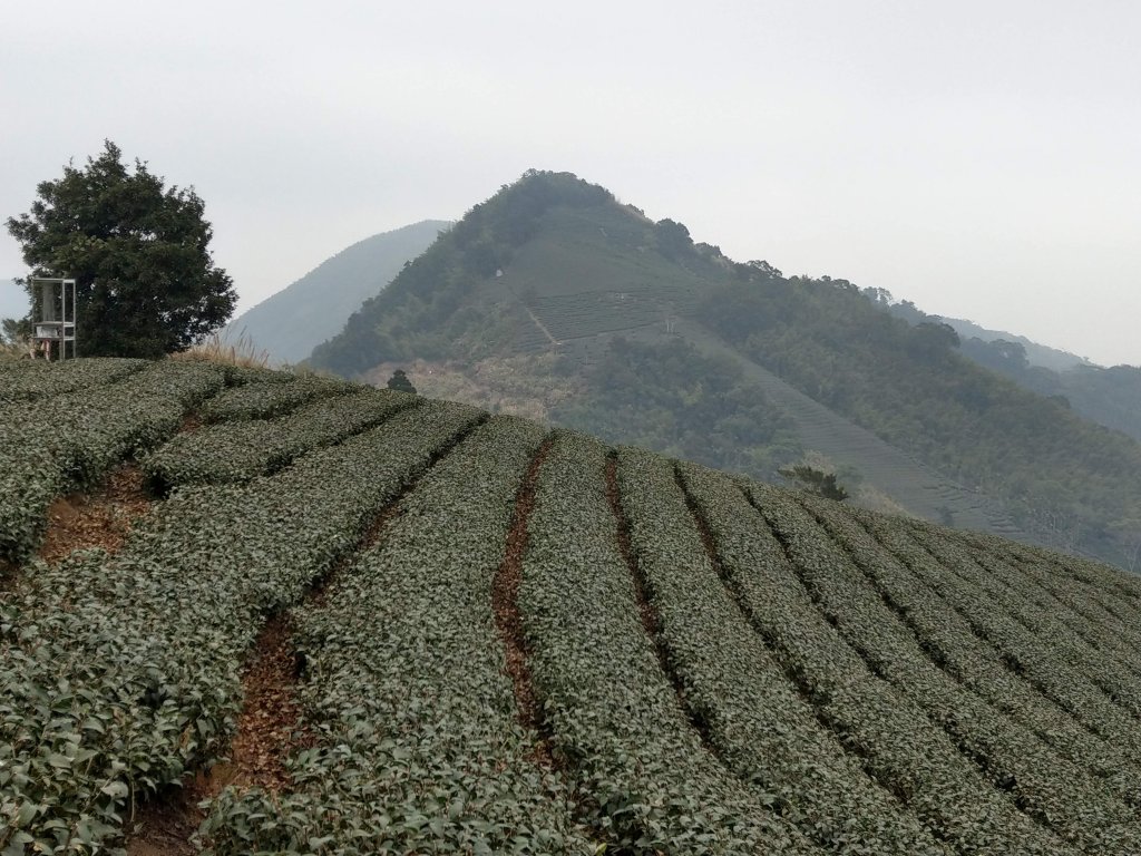 梨子腳山(小百岳#57) & 太平雲梯 (2021/1/29)封面圖