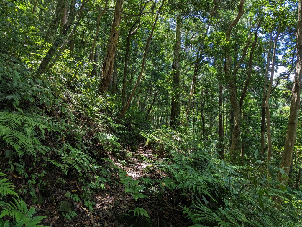 逐鹿山水路上卡保山(未經逐鹿山)_2171973