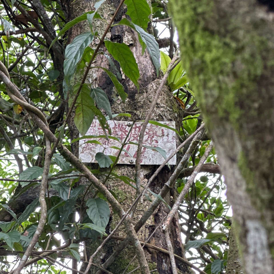 烏窟子山、獵貍尖山、黃櫸皮寮山、翡翠之眼O走_2810002