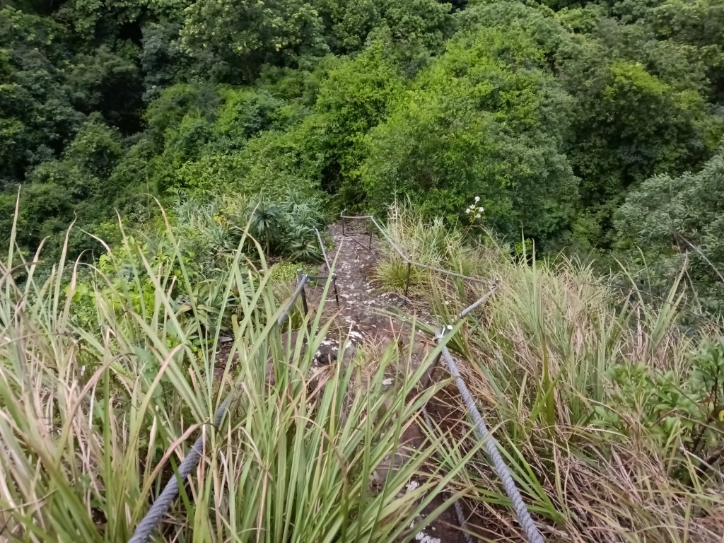 平溪區慈恩嶺+慈母峰探找艷紅鹿子百合花影_2870264