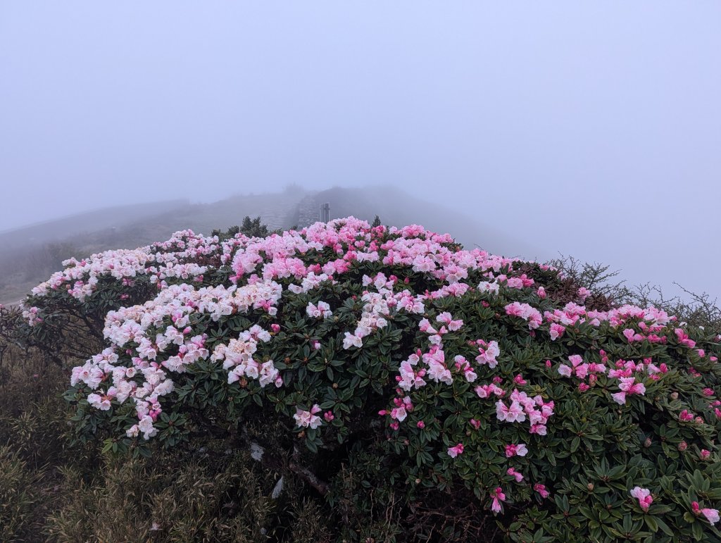 合歡山主峰封面圖