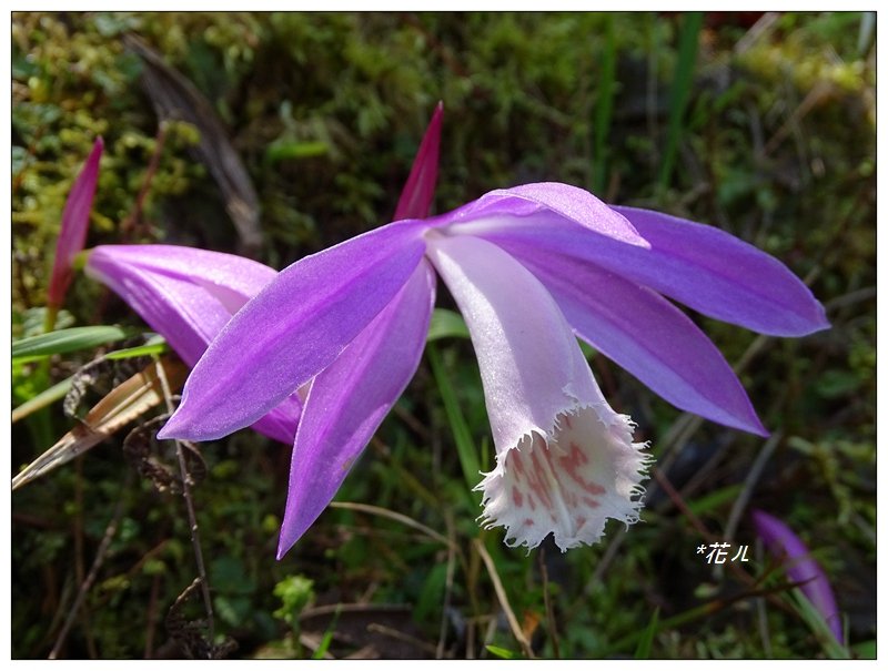 阿里山/祝山觀日步道_686169