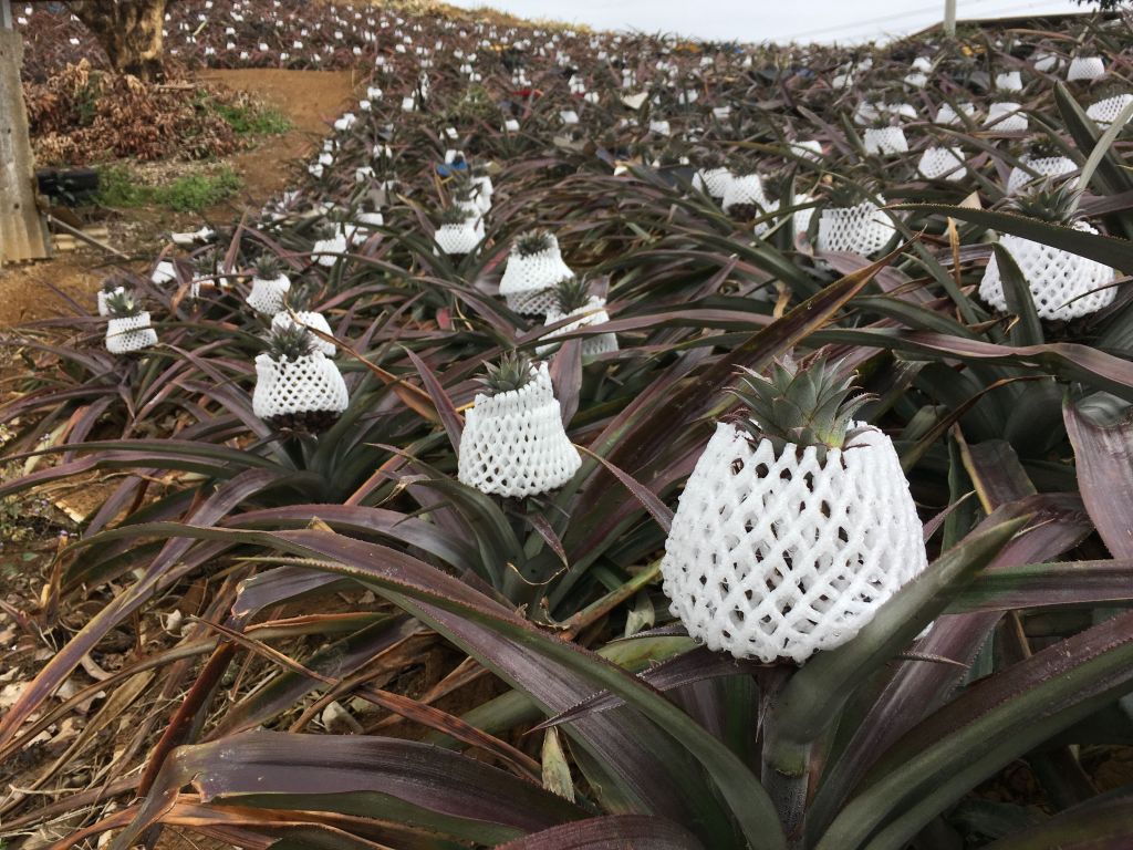 阿罩霧山之霧煞煞找不到三角點_103243