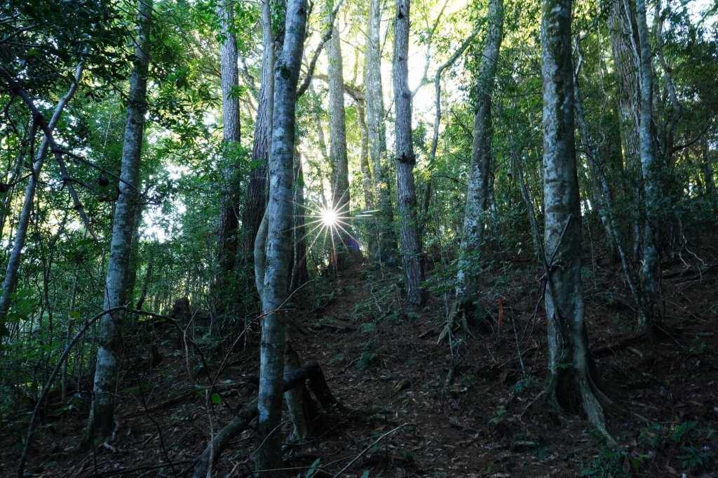 新竹 尖石 屯野生台山、石麻達山、錦屏山_2904258