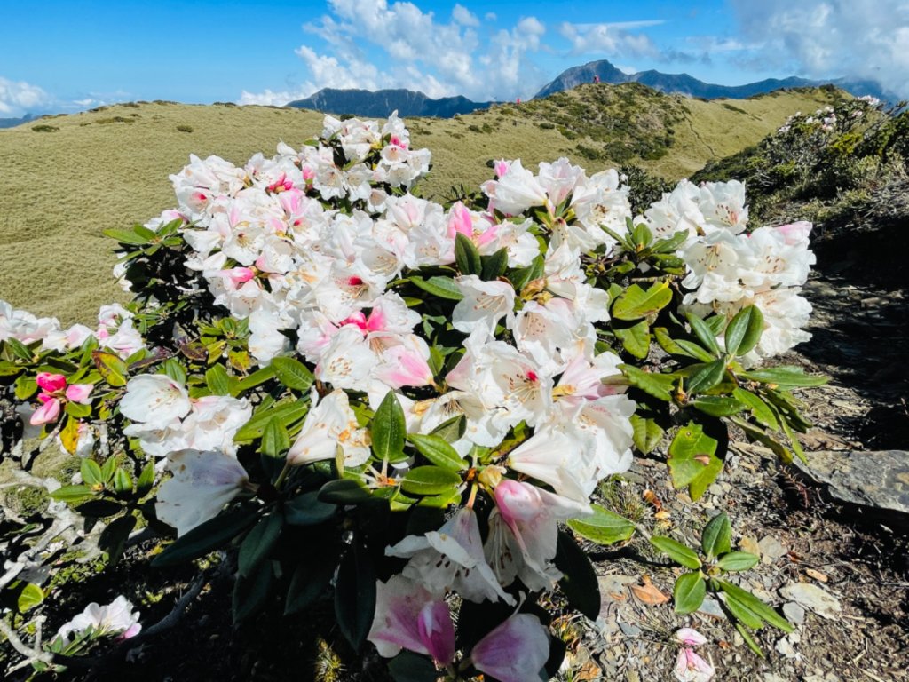 1110422南哈哈山-哈哈山-石門山北峰_1684411