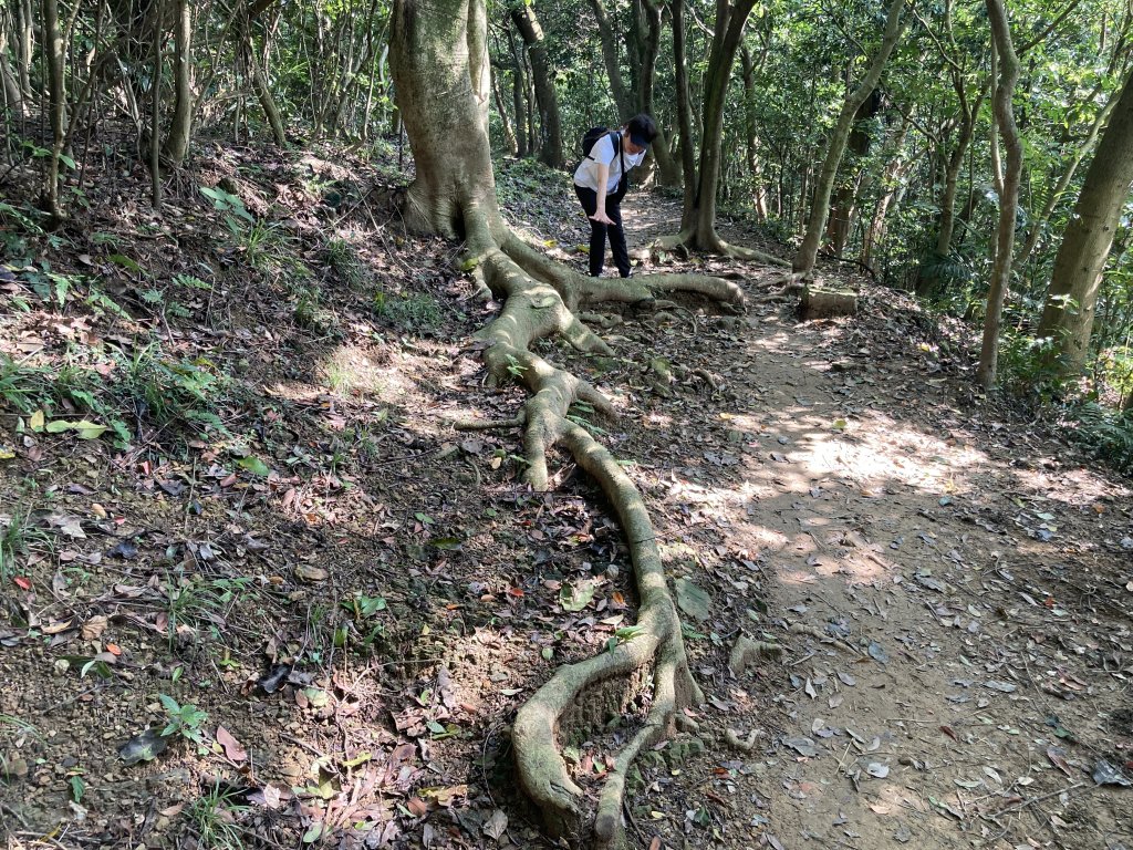 大棟山登山步道_2496097