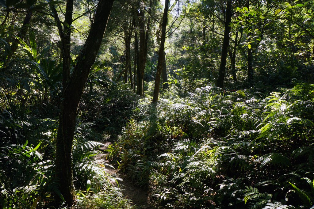 鵲子山(鴻子山)封面圖