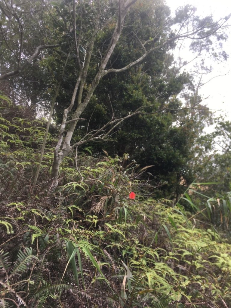 2020.3.27火炎山登山步道完走_905103