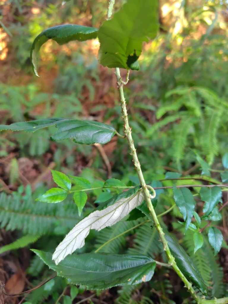 渭水之丘 烘爐地山 抹茶山 三角崙山_2938716