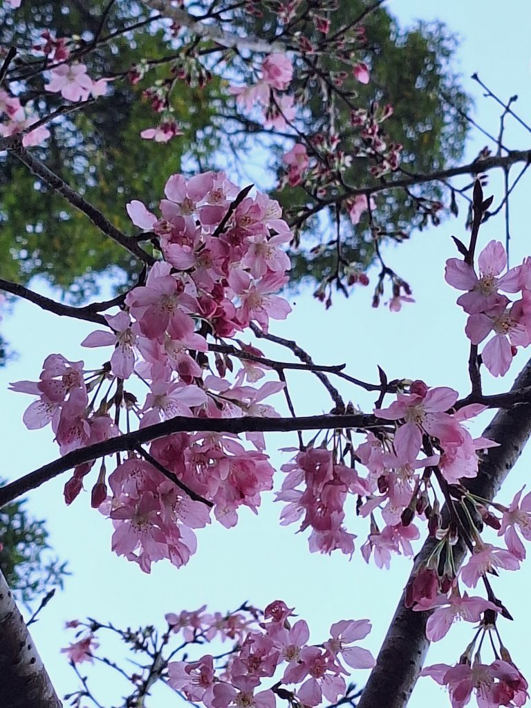 八角崠山+協雲宮櫻花步道20250215_2712876