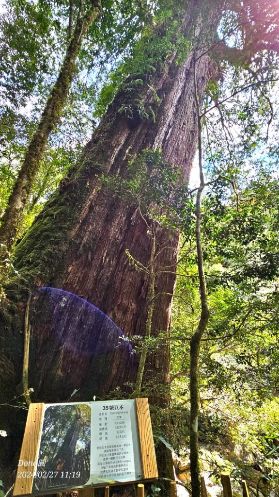 司馬庫斯巨木步道Yaya,櫻花園賞櫻_2440723