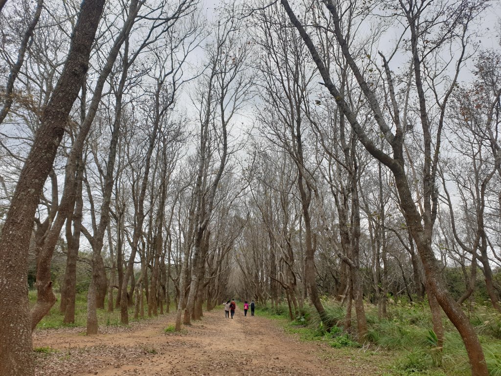 老崎古道與老崎坪頂山封面圖