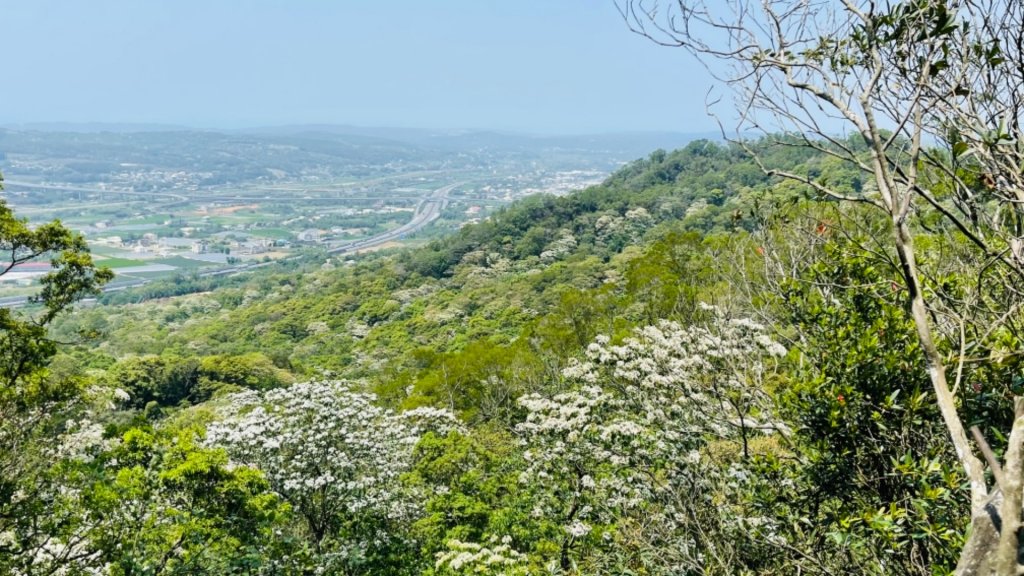 1100421三員縱走客家大院賞油桐花_1360140