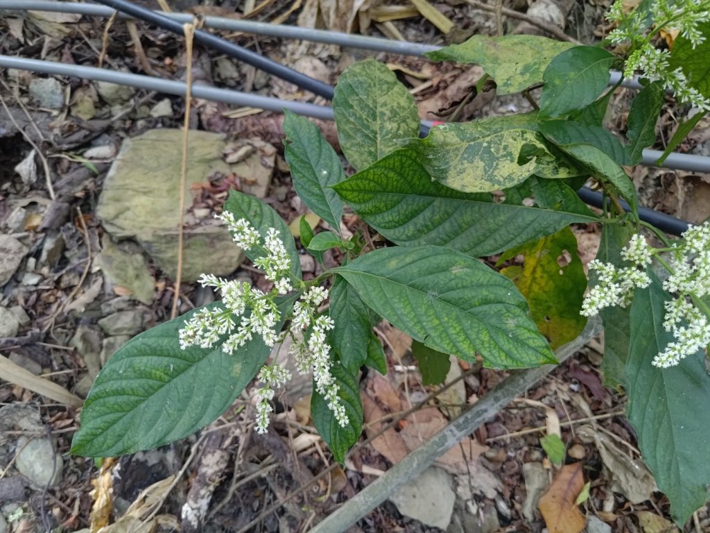 盆貿里山三盆連走_2749520