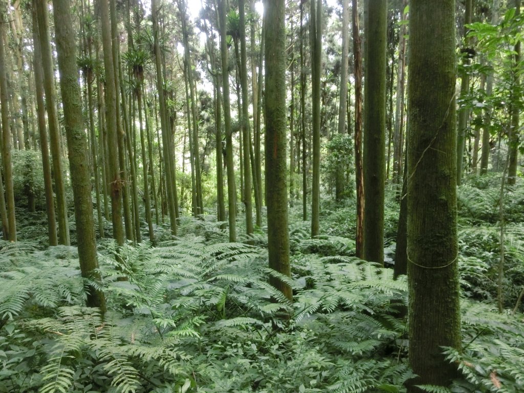 溪頭銀杏神木彩虹橋_459475