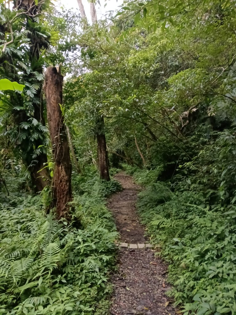 蝙蝠洞步道+觀音洞步道+牌子山+金平山南峰+金牌山+觀音洞步道(金牌逆縱走)_2747812