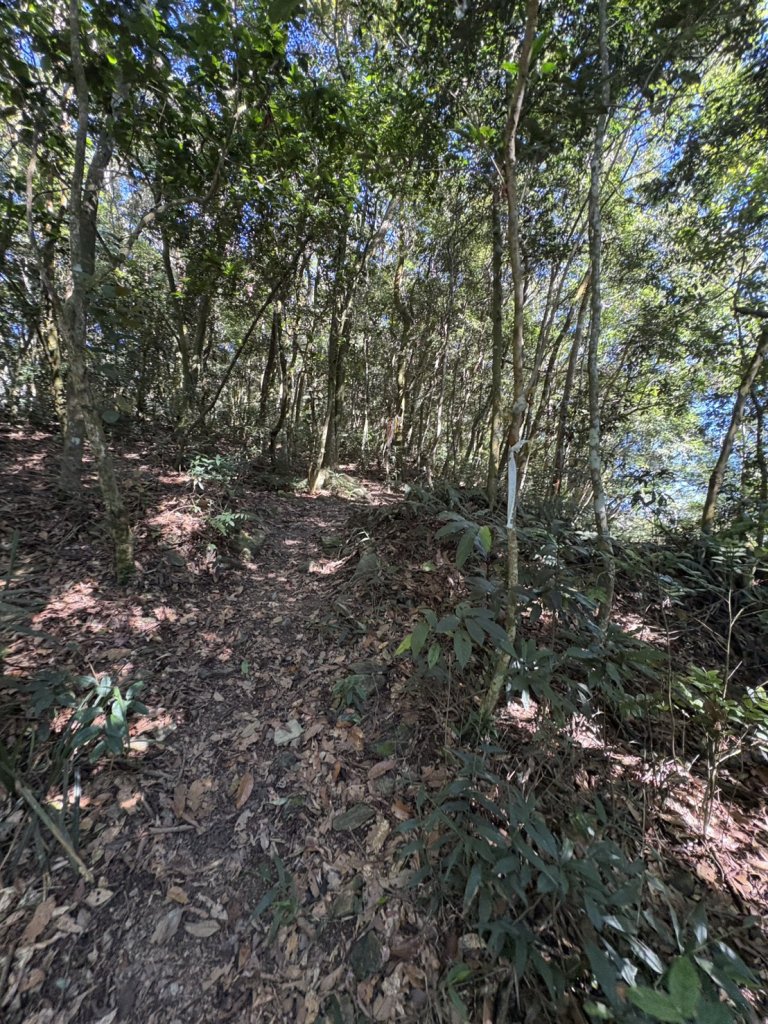 20251116鳴海山、網子山登山步道_2938363