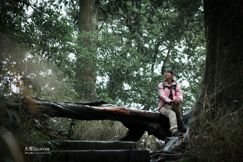 大雪山小神木步道_1103116