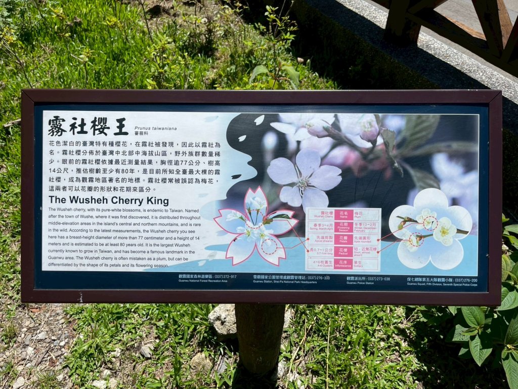 新竹 五峰 觀霧國家森林遊樂區 大鹿林道西線 榛山步道_2811368