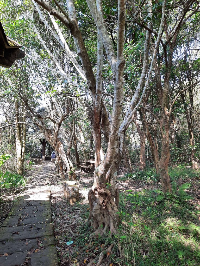 20230212 大崙頭尾山 (小百岳)，草莓園吃冰，白石湖_2028561