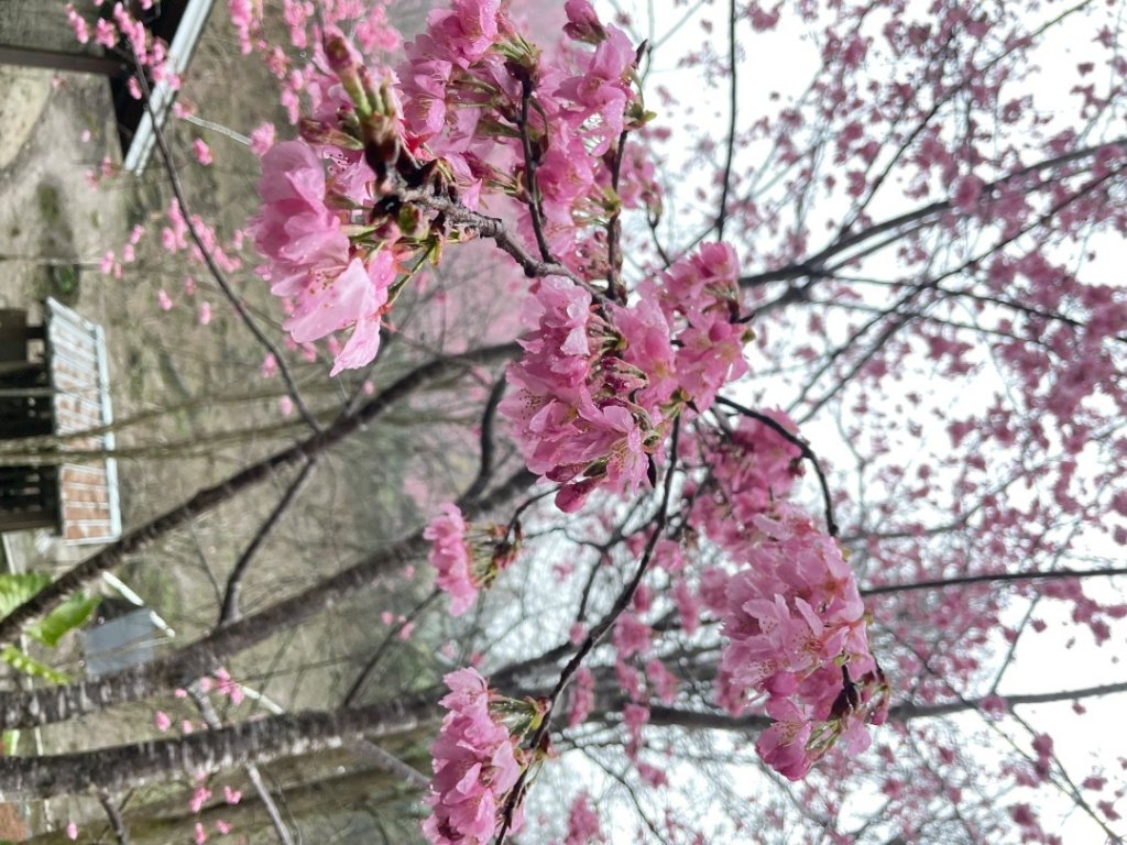鵝公髻山🌸山上人家封面圖