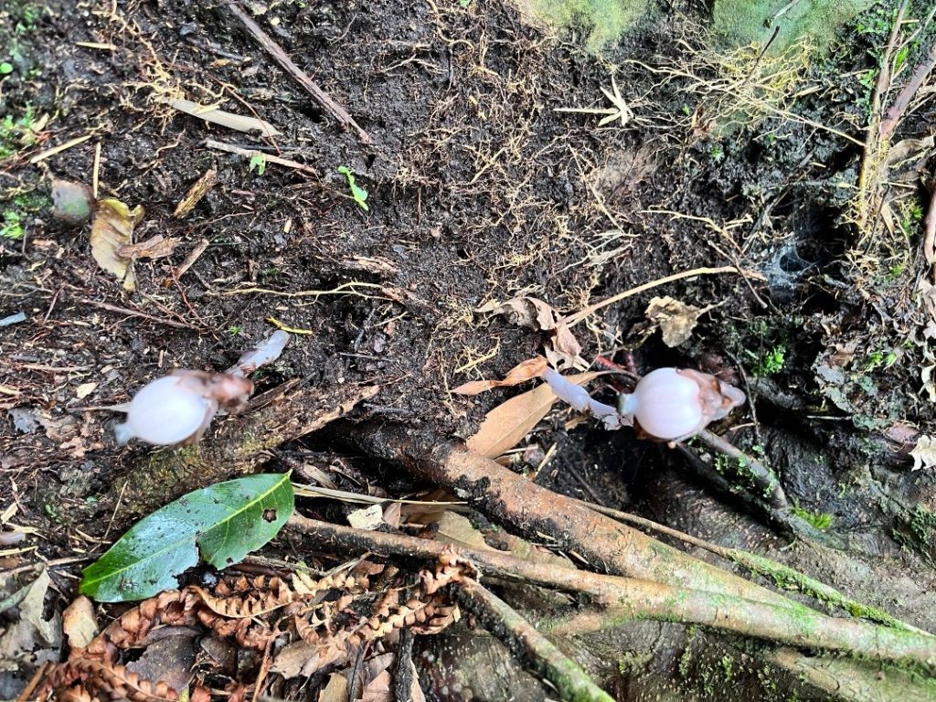 20250525_鳳凰山步道（南投小百岳）_2855884