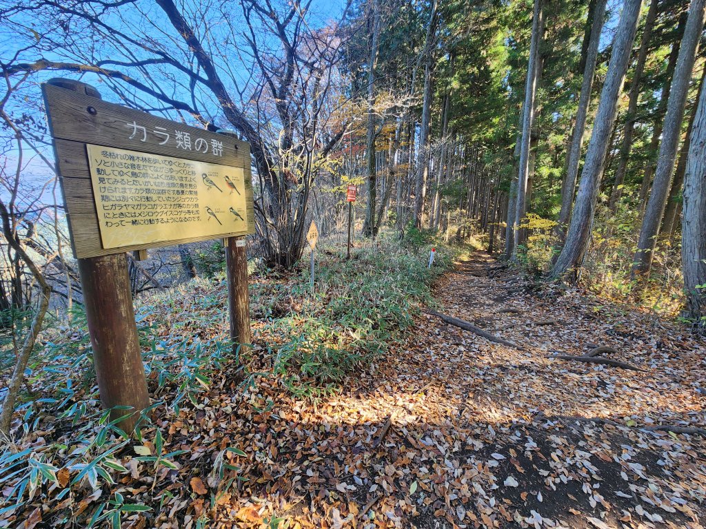 20251127陣馬山至高尾山_2959077