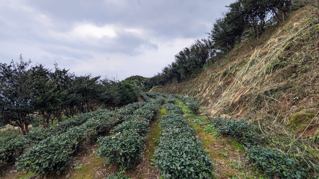 石門茶山步道_2396524