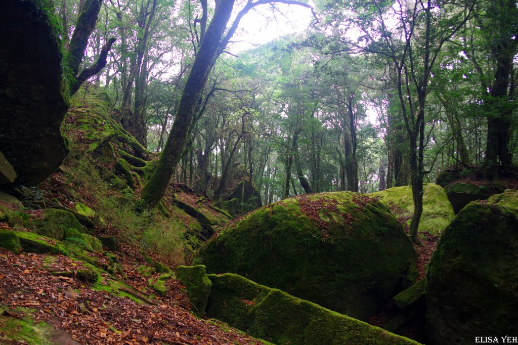 加里山樹根趴踢+切西瓜_892577