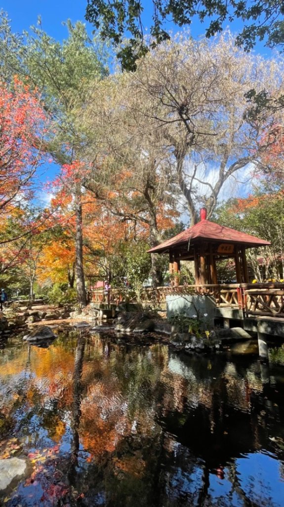 上武賞楓紅黃橙橙銀杏🍁_2667804