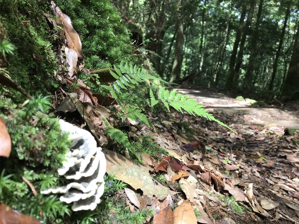 109年6月26日特富野古道_1027155