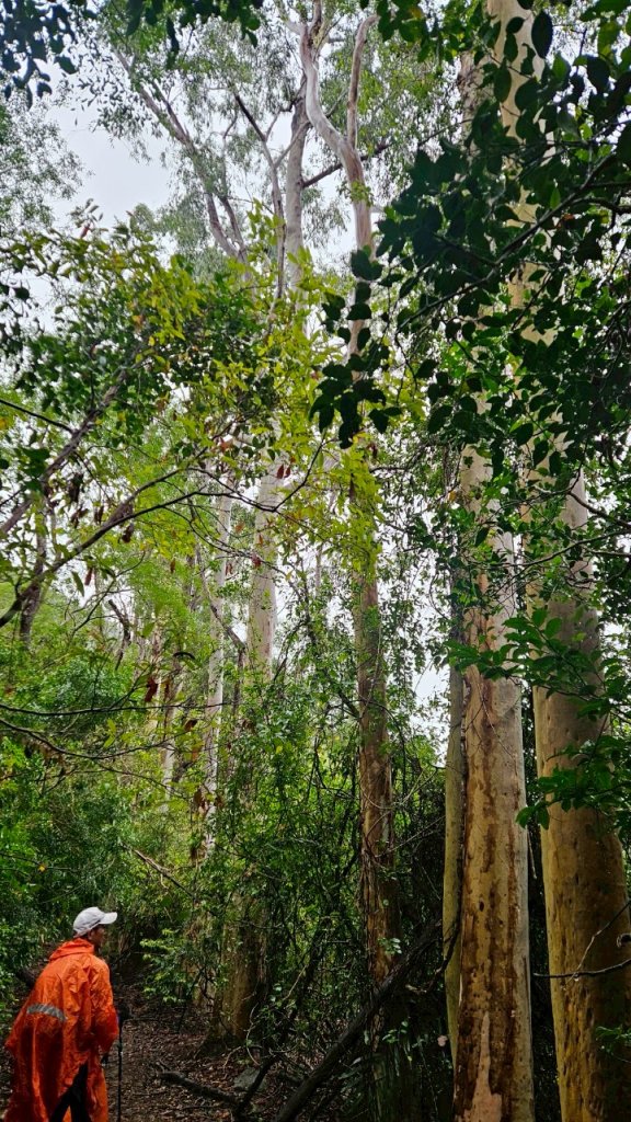 20250413浸水營古道_2760342