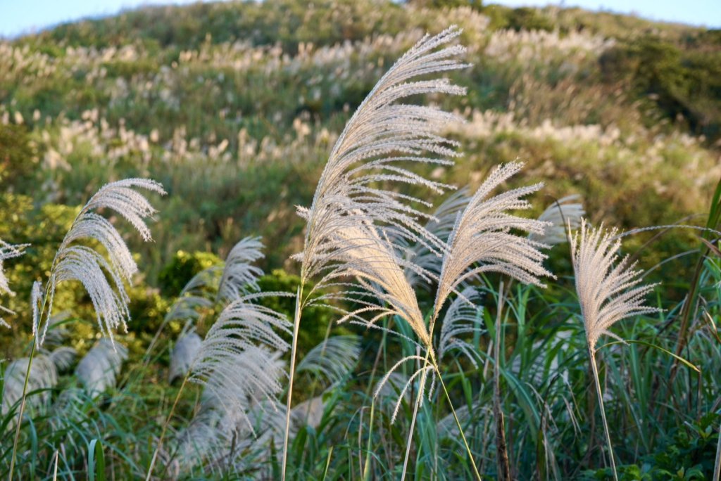 【金瓜石】漫山芒花怒放浪漫，礦山藍海奇景夢幻！_2964334