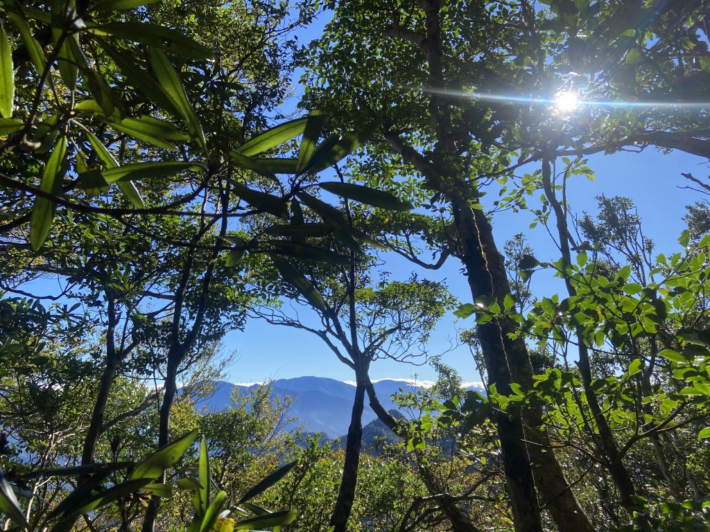 114.11.16 北得拉曼追黃金山毛櫸_2937875