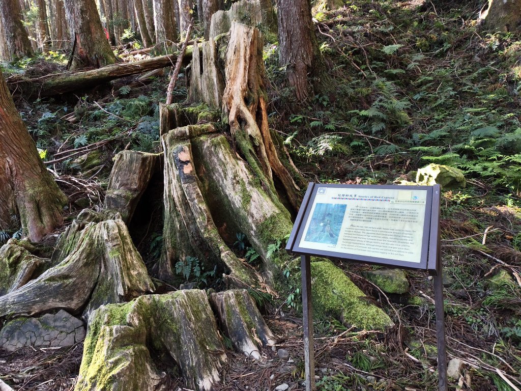 [百山百鳥尋旅-12/15] 2025_0928 特富野古道_2899681